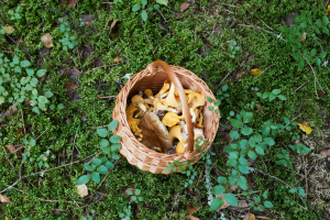 Do lesa chodili vloni lidé častěji, nasbírali ale méně lesních plodů než obvykle