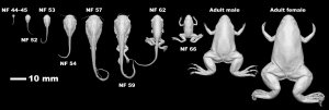 Metamorfóza pohledem micro-CT: Fascinující proměna žáby Xenopus v detailním 3D