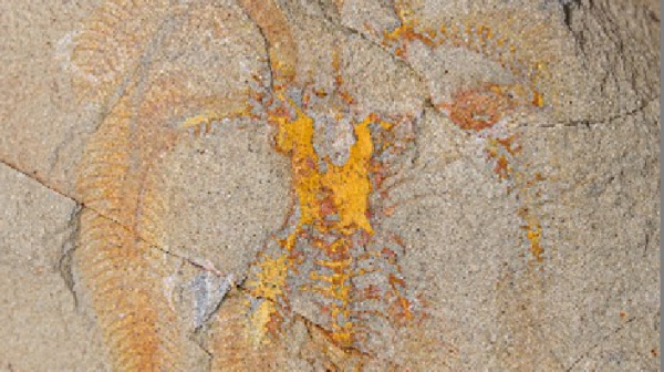 Paleontologové objevili miniaturní larvy členovce starého 480 milionů let