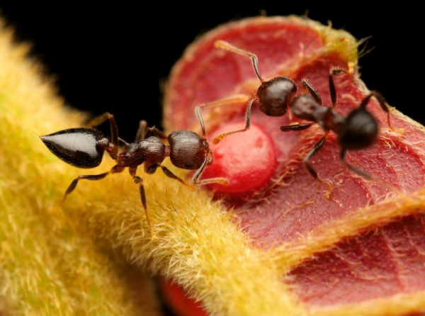 Mravenci mají nejraději cukr a olej. Tým vedený českými vědci objasnil hmyzí chutě