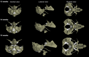 Vědci vytvořili 3D atlas chrupavky lidských embryí ve druhém trimestru