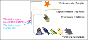 Klíčové rysy vývoje hlavy obratlovců mají svůj původ u společného předka