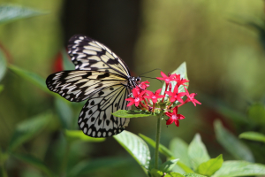 Tropičtí motýli mají lepší termoregulaci než ti z mírného pásu
