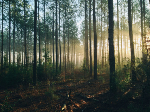 Bohaté a zralé lesy mají obrovský potenciál poutat uhlík, pokud snížíme emise