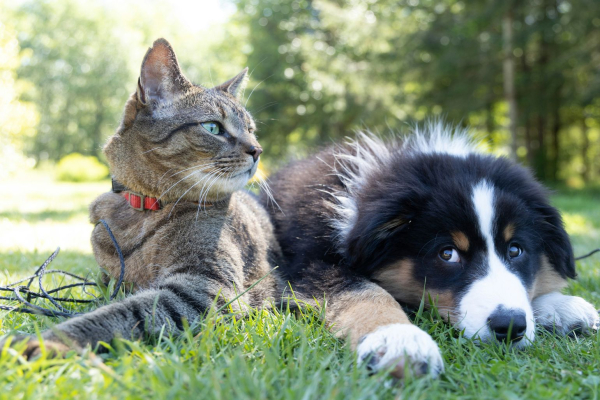 Sbírejte blechy - pomozte výzkumu původců bartonelózy u psů a koček