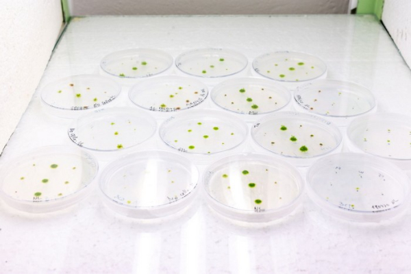 Vznikne nové výzkumné centrum zaměřené na molekulární život rostlin