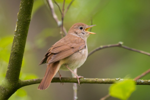 Vědci z Přírodovědecké fakulty UK popsali podivuhodný ptačí chromozom