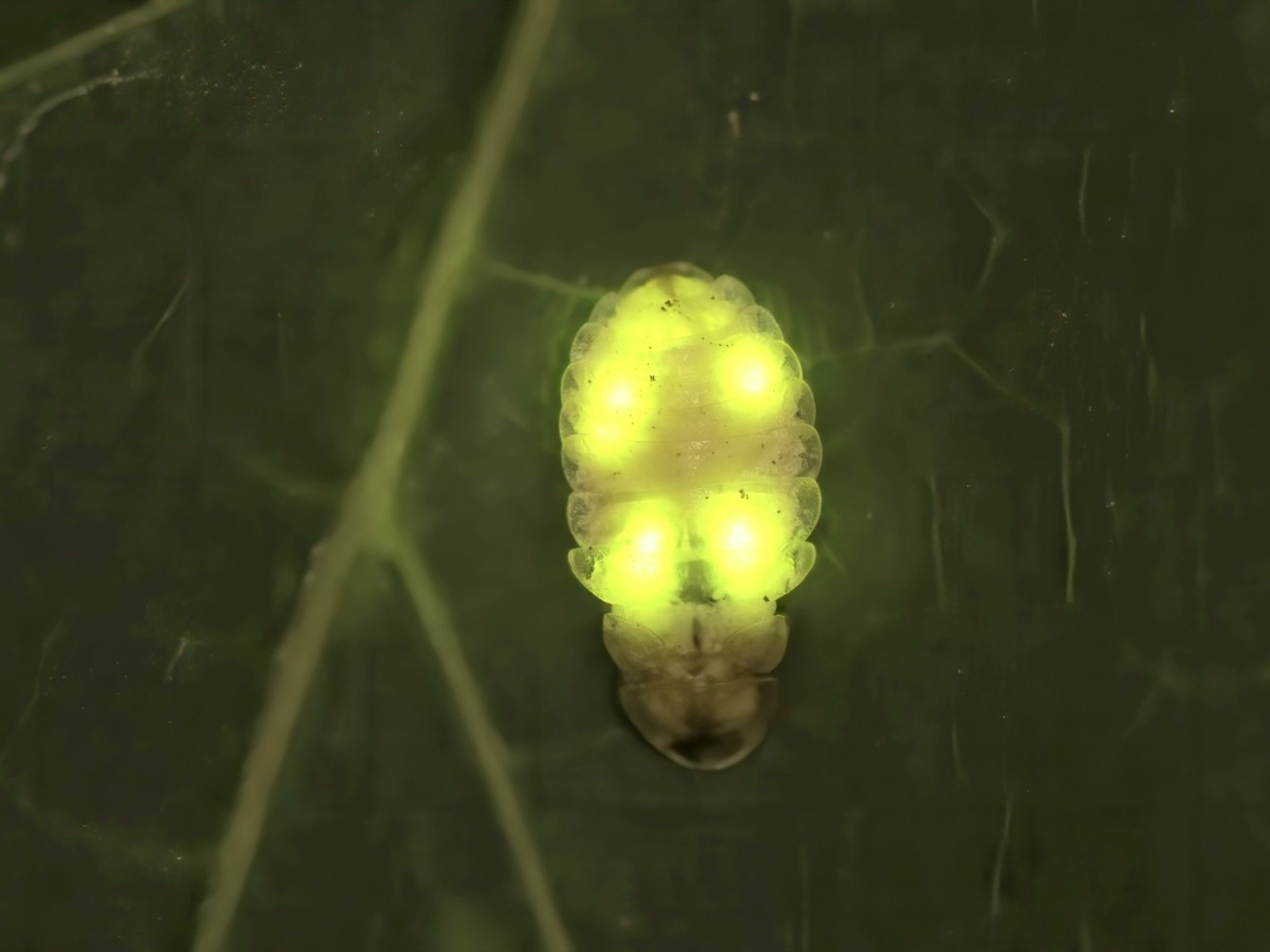 Bezkřídlá samice naší nejběžnější světlušky menší (Lamprohiza splendidula) s několika světelnými orgány. Jedinečná forma světelných orgánů v rámci světluškovitých. Dominik kusy svetluska2