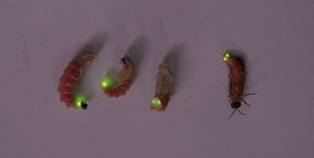 Bioluminiscenční kukly a dospělý samec Lampyris sardiniae světélkující po podráždění. Dominik kusy svetluska3