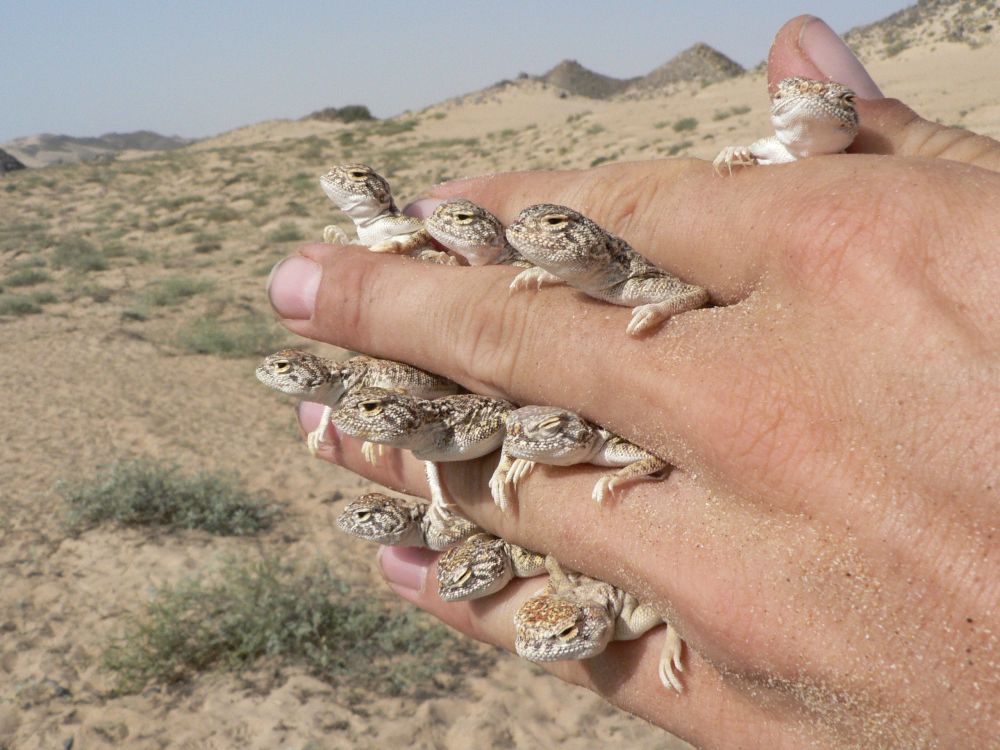 Agamky druhu Phrynocephalus arabicus. Ve vhodných podmínkách mohou některé druhy plazů dosahovat vysokých populačních hustot. Jiri Smid3