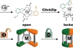 ClickZip funguje jako molekulární past. Molekula je nejdřív otevřená (vlevo) a umožňuje iontu kovu (M) snadno vejít dovnitř (uprostřed). Poté se chemickou reakcí nevratně zamkne jediná úniková cesta a kov je lapen v téměr neproniknutelné klecové struktuře (vpravo).